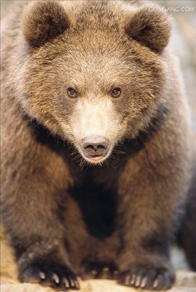  p>动物(animal)是生物的一个种类.