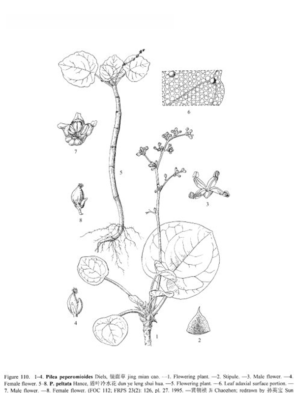 盾叶冷水花