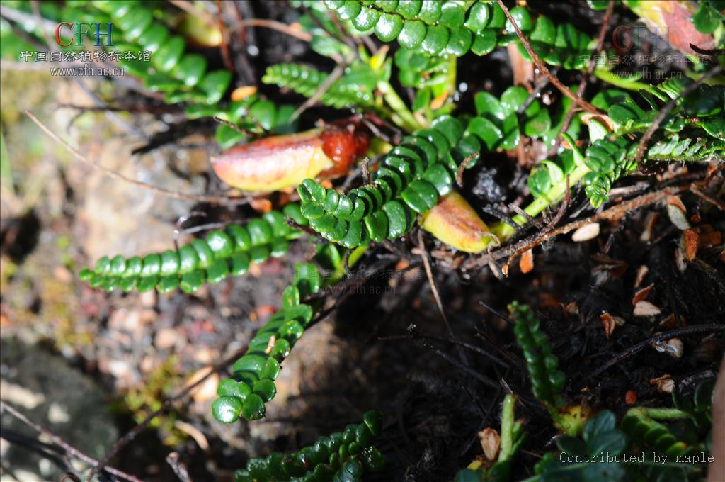 是 a target="_blank" href="/item/双子叶植物纲">双子叶植