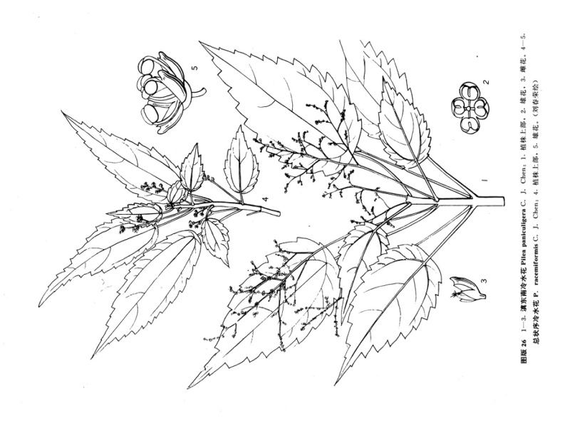 冷水花