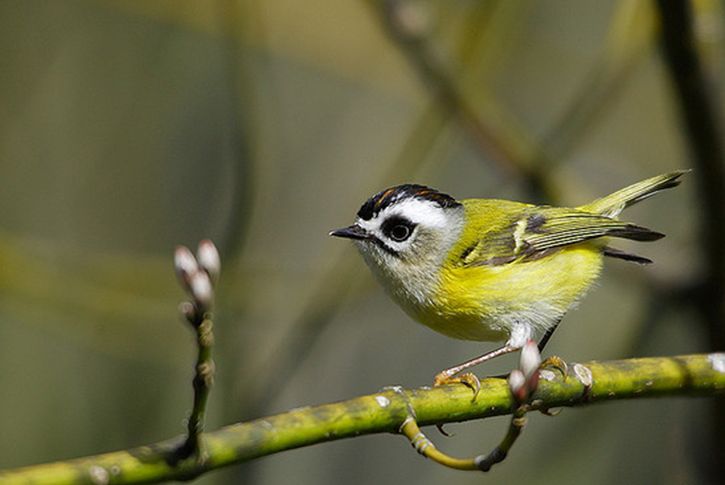  p>台湾戴菊(学名: i>regulus goodfellowi /i>)为 a href="#">戴菊科