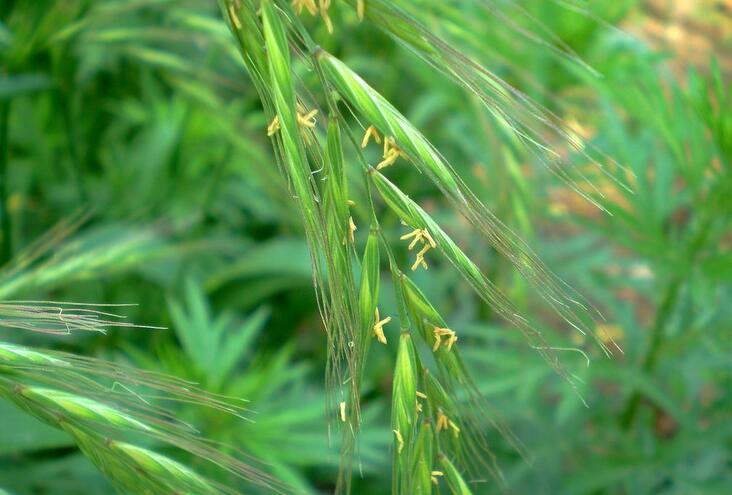 nevski)是禾本科鹅观草属植物,多年生草本.