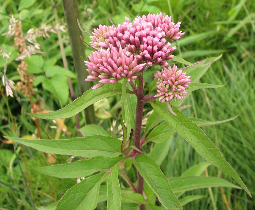 花梗近等长的小花,放射状排列如伞,如五加,人参等五加科植物的花序以