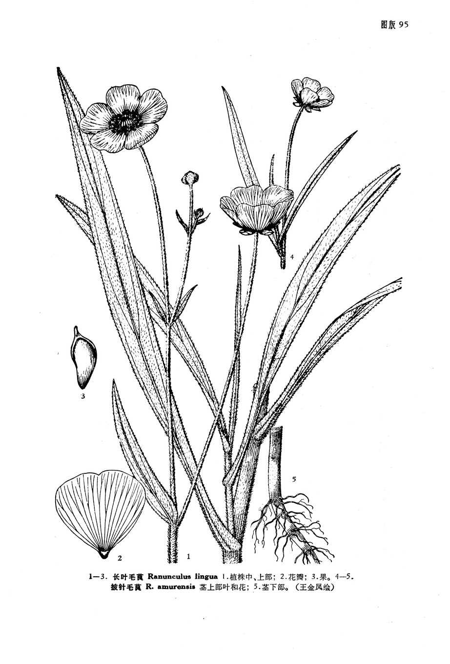 ranunculus amurensis kom.