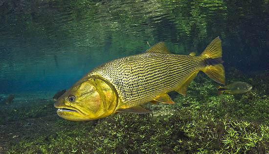  p>大颚小脂鲤(salminus brasiliensis)又称黄金河虎,拟鲑,为脂鲤目