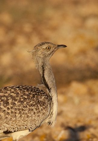  p>翎颌鸨(学名:chlamydotis undulata)体型较 a target="_blank"