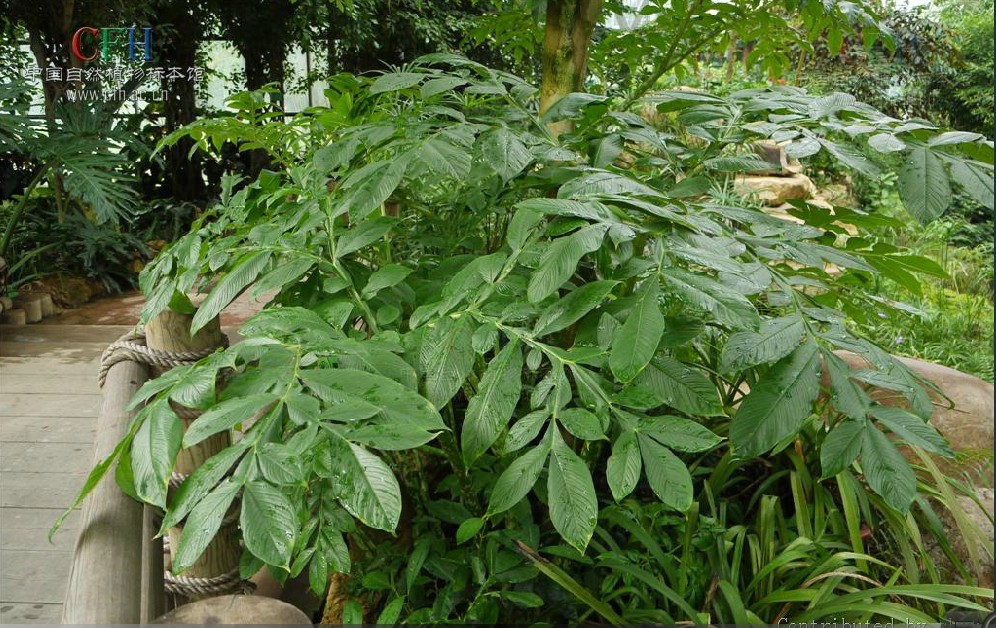 魔芋属(amorphopha llus blume)的总称