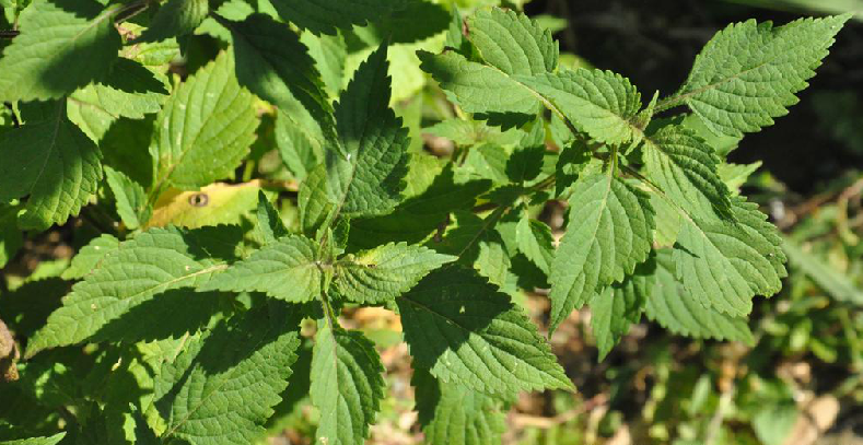  p>香茶菜,中药名.