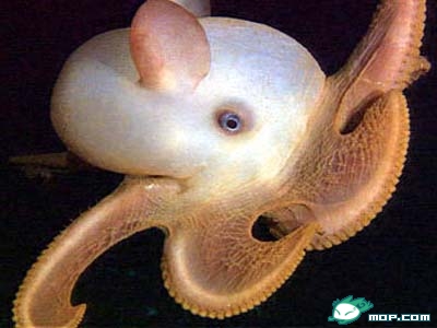 章鱼(学名: i>grimpoteuthis bathynectes /i>):它们的鳍长得很像大象