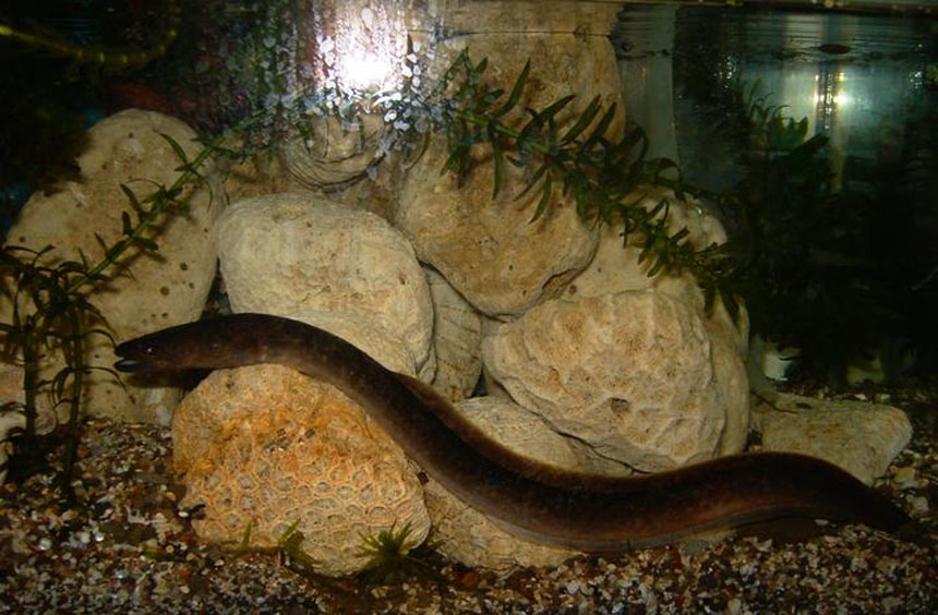  p>华丰花鳗2005年养殖的 a target="_blank" href="/item/淡水/11439