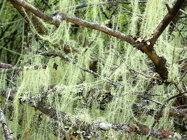  p> b>冷杉寄生 /b>(学名: b> i>arceuthobium tibetense /i> /b>)是