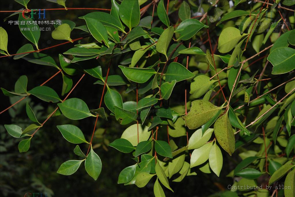  p>谷木属(学名:memecylon linn.