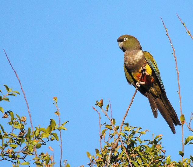 p>掘穴鹦哥(学名: i>cyanoliseus patagonus /i>):是鸟纲,鹦鹉科典型
