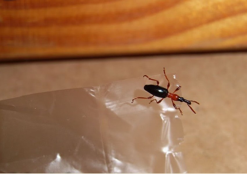  p> a href="#" data-lemmaid="6726615">甘薯小象虫 /a>属 a href="