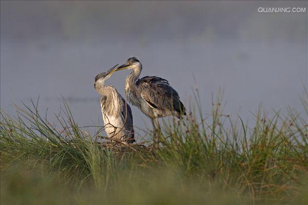  p>灰鹭( a target="_blank" href="/item/苍鹭/277071" data-lemmaid