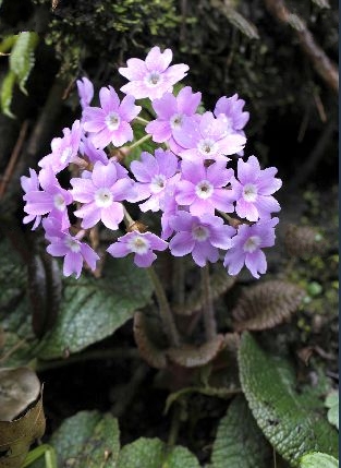 primula ovalifolia franch.