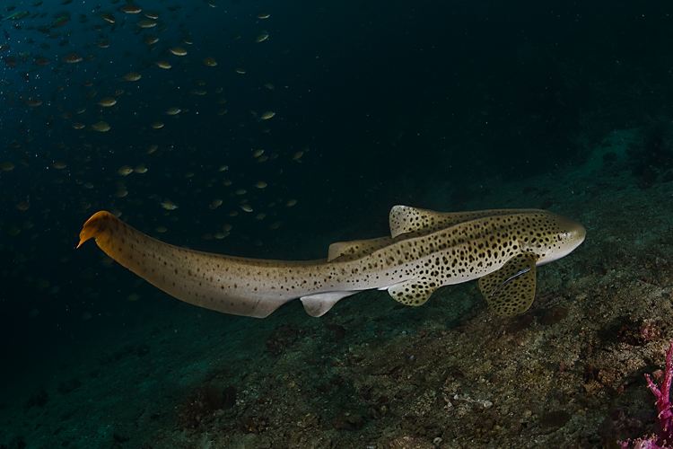  p>豹纹鲨(学名: i>stegostoma tigrinum /i>)是豹纹鲨科,豹纹鲨属