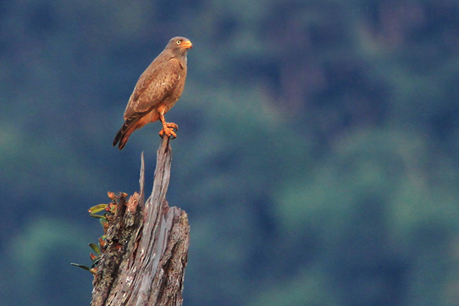  p>棕翅鵟鹰(学名: i>butastur liventer /i>)体型与鹰相近,身材,尾羽