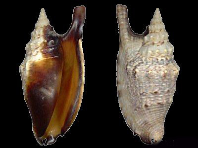  p>黑口燕子凤凰螺是一种 a target="_blank" href="/item/软体动物门