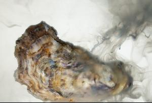  p>海洋酸化是指由于 a target="_blank" href=