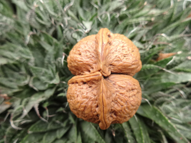 云南铁核桃