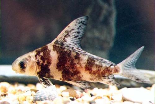  p>胭脂鱼(学名: i>myxocyprinus asiaticus /i>)是胭脂鱼科,胭脂鱼属