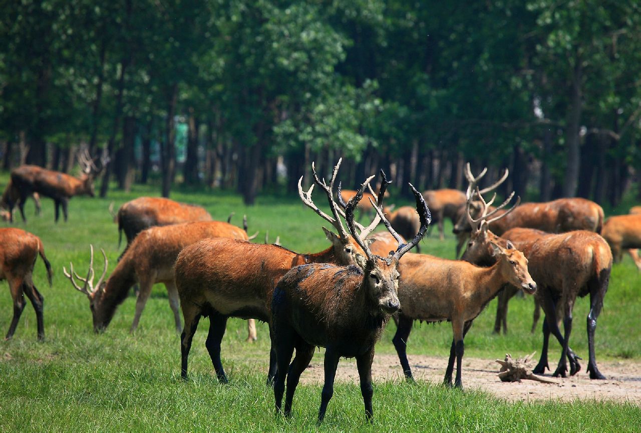 江苏大丰麋鹿国家级自然保护区