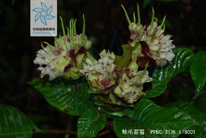 茎常弯曲,高达30厘米,叶片长圆形,长圆状倒披针形或披针形,花期6-7月