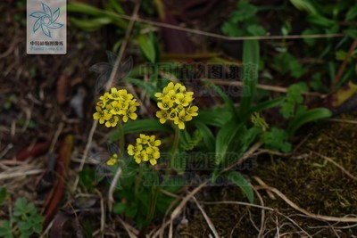 多年生草本,全株密被白色星状毛.生于山地.分布于中国(内蒙古). /p>