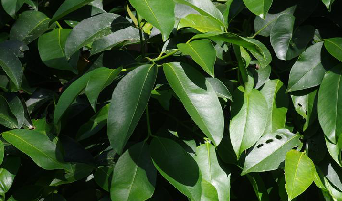  p>藤黄属(学名:garcinia linn.)乔木或灌木,通常具黄色树脂.