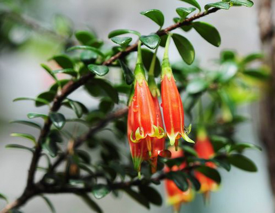  p>沧源树萝卜(学名: i>agapetes inopinata /i> airy-shaw)是杜鹃花