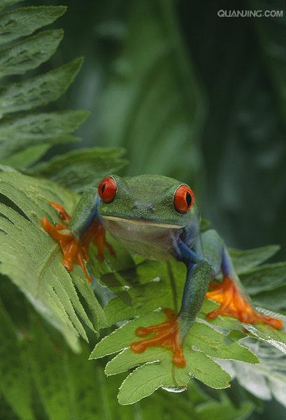  p>树蛙,无尾目树蛙科的1属,体多细长而扁,后肢长,吸盘大,指,趾间有