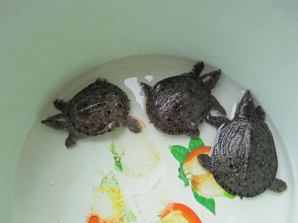  p>中华鳖,又名水鱼,甲鱼,团鱼,龟鳖目鳖科动物,是常见的养殖龟种.