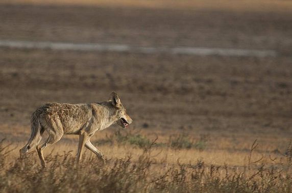  p>伊朗狼(学名: i>canis lupus pallipes /i>)是灰狼的亚种之一,该