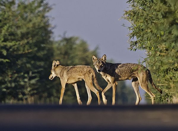  p>伊朗狼(学名: i>canis lupus pallipes /i>)是灰狼的亚种之一,该