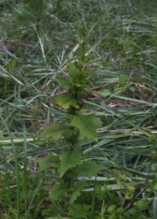 shih /i>)是菊科翅果菊属的植物,翼柄5厘米,侧裂片2-5对,总苞片4-5