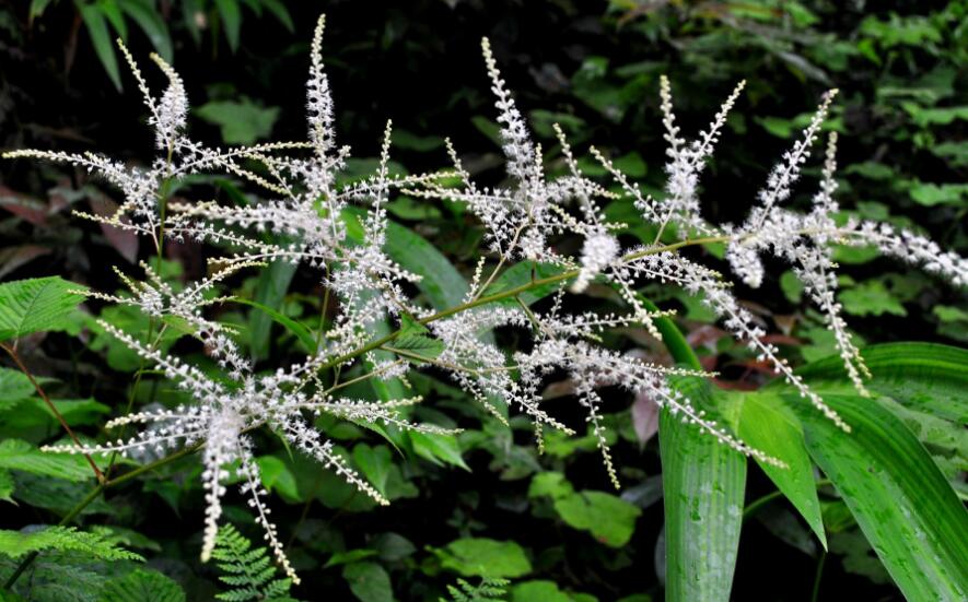  p>假升麻属aruncus adans.约有6种植物,分布于北半球冷温带.