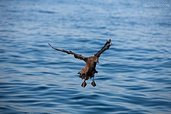 south polar skua