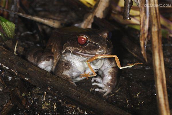  p>红眼树蛙是雨蛙的一种,属于雨蛙科,并不属于 a target="_blank"