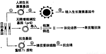 dna分子杂交原理