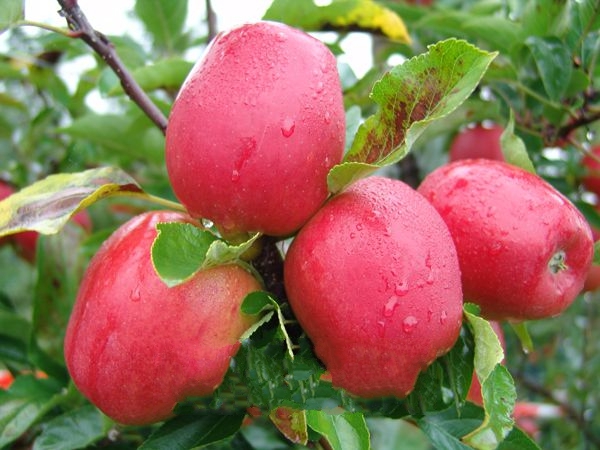  p data-id="gnbcmuwxwp">秦安苹果,甘肃省 a target="_blank" href="