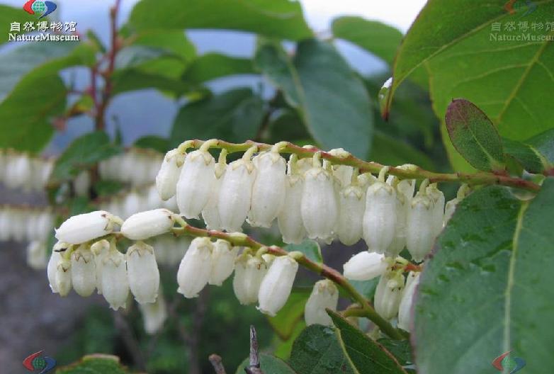  p>毛果珍珠花(学名:lyonia ovalifolia (wall.) drude var.
