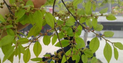 榉树（榆科榉属植物）_百度百科