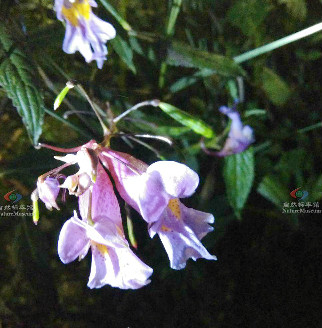 鸭跖草状凤仙花