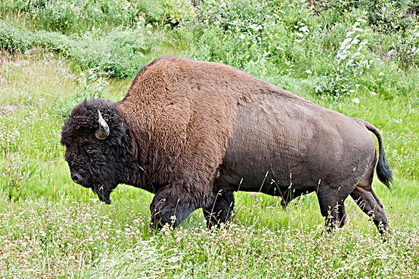 bison bison athabascae
