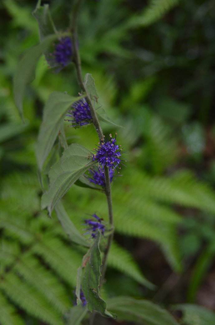 veronicastrum