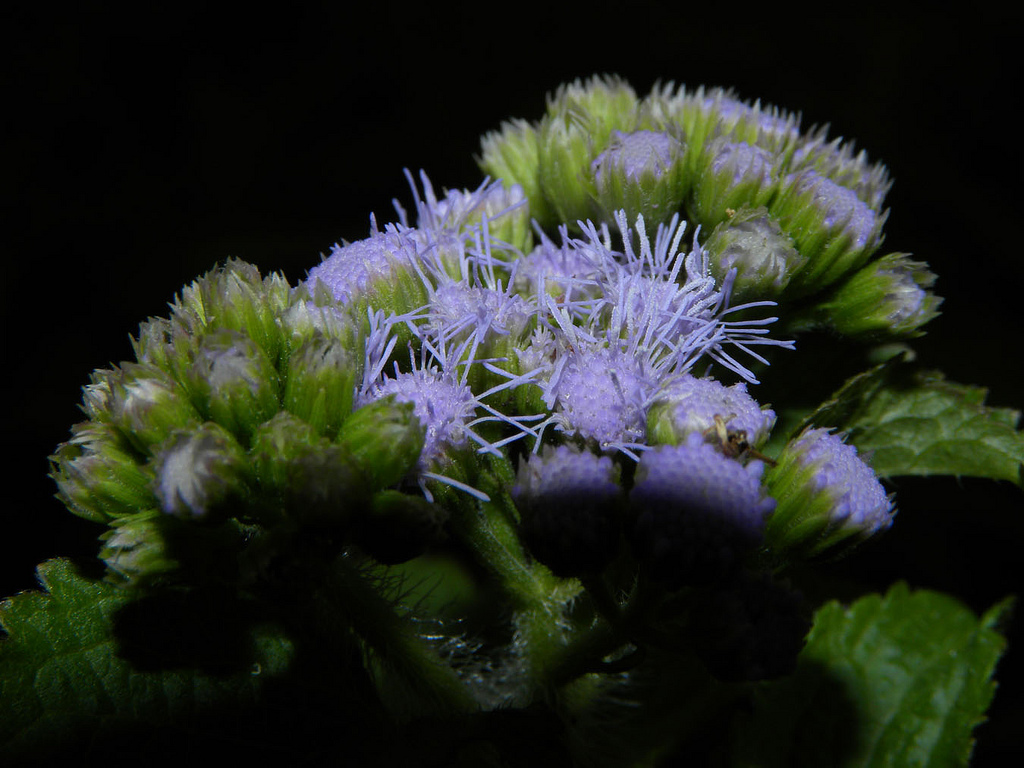  p>藿香蓟(学名: i>ageratum conyzoides /i>  l.