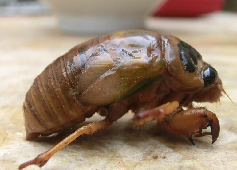  p>蝉猴是蝉面临 a target="_blank" href="/i