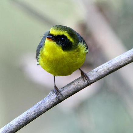  p>亦称扇尾翔食雀(fan-tailed flycatcher).