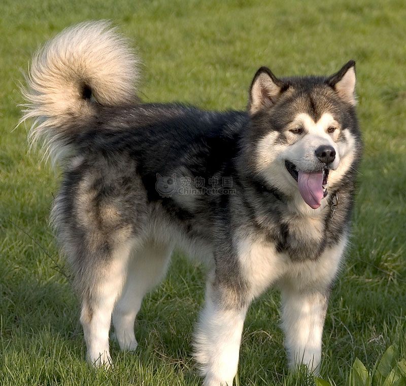  p>阿拉斯加雪橇犬也叫 a href="#" data-lemmaid="8206086">阿拉斯加